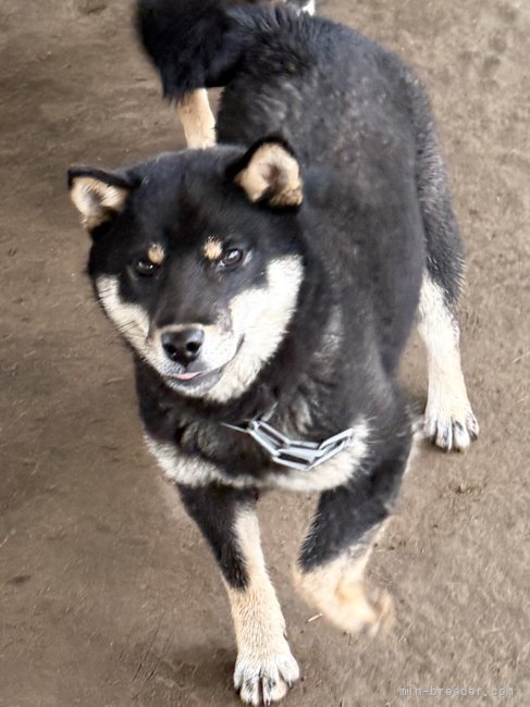 名古屋帯 塩瀬 柴犬 おこしやす 犬 ワンちゃん