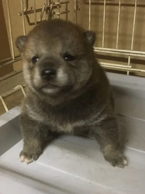 ID：2103-02137の子犬