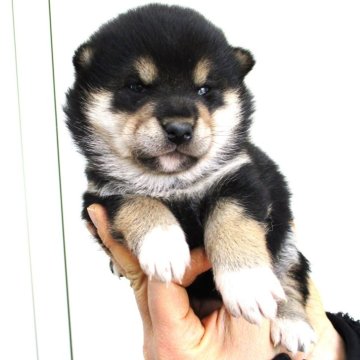 柴犬(標準サイズ)【宮城県・女の子・2024年1月1日・黒】の写真「黒柴の女の子が産まれました」