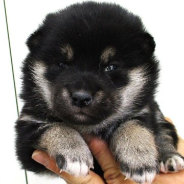 柴犬(標準サイズ)【宮城県・女の子・2024年1月1日・黒】の写真「黒柴の女の子が産まれました」