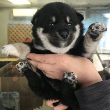 柴犬(標準サイズ)【宮城県・男の子・2022年10月13日・黒】の写真「黒柴の男の子」