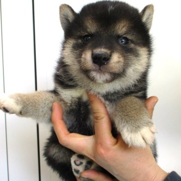 柴犬(標準サイズ)【宮城県・男の子・2024年3月8日・黒】の写真「元気な黒柴の男の子」