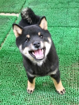 柴犬(標準サイズ)【宮城県・男の子・2019年8月1日・黒】の写真「母親犬と飼育員の愛情を受けて、すくすく育っています」
