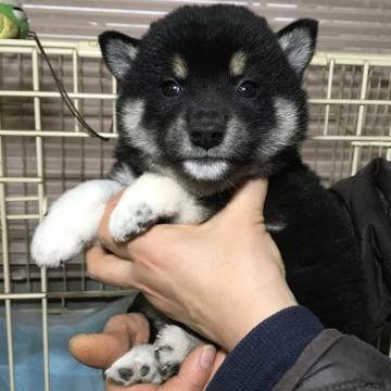 柴犬(標準サイズ)【宮城県・女の子・2022年10月15日・黒】の写真「黒柴の女の子　おてて白いですね」