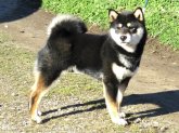 柴犬(標準サイズ)【・男の子・2023年6月2日・黒】