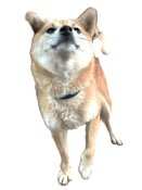 柴犬(標準サイズ)【・女の子・2024年8月4日・赤】