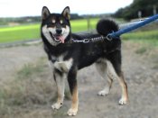 柴犬(標準サイズ)【・男の子・2024年1月15日・黒】