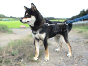 柴犬(標準サイズ)【・男の子・2024年1月15日・黒】