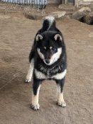 柴犬(標準サイズ)【・女の子・2024年7月11日・黒】