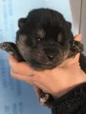 柴犬(標準サイズ)【宮城県・男の子・2022年12月11日・黒】の写真4