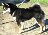 柴犬(標準サイズ)【・男の子・2023年6月2日・黒】