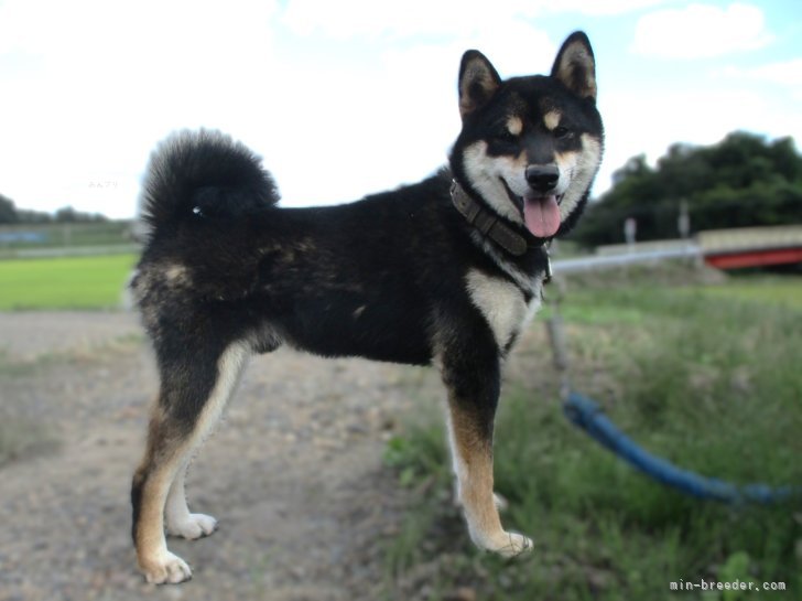 お父さん | あらしくん | 柴犬(標準サイズ) | 若竹智司ブリーダー