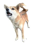 柴犬(標準サイズ)【・女の子・2024年8月4日・赤】