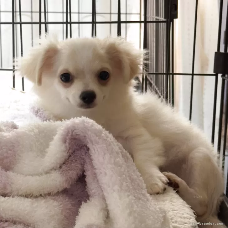 ID：2509-01418の子犬