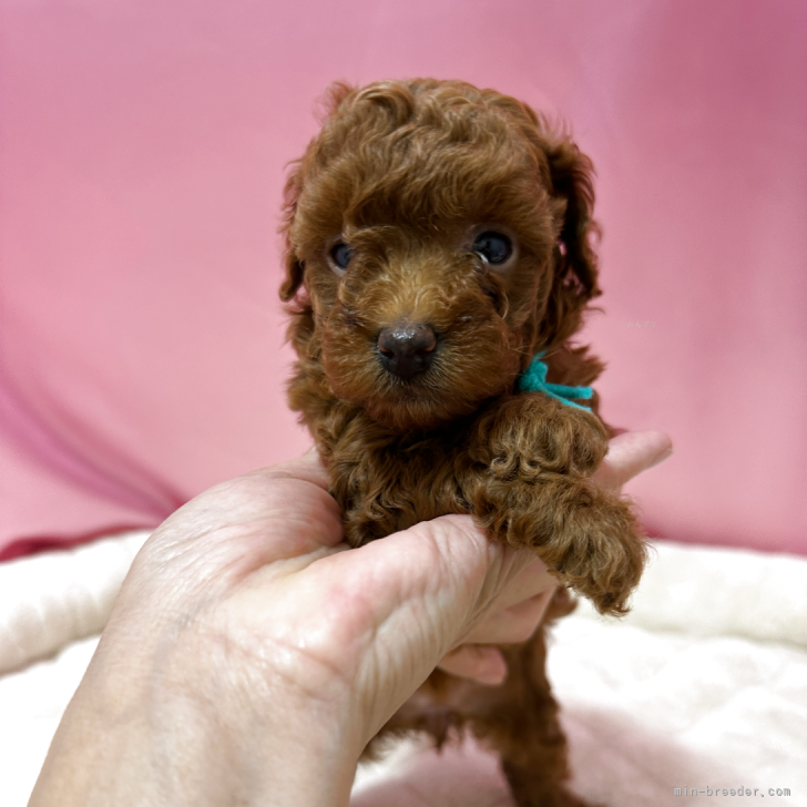 【激レア】キティ 可愛い 犬 ピンク パール プードル ワンチャン 激レア】キティ 可愛い 犬 ピンク パール プードル ワンチャン
