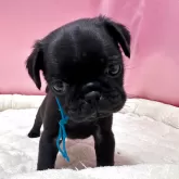 パグ