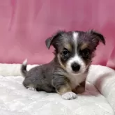 チワワ(ロング)