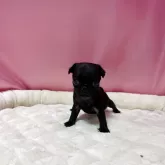 パグ