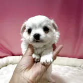 チワワ(ロング)