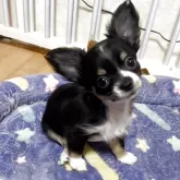 チワワ(ロング)