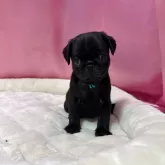 パグ