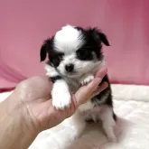 チワワ(ロング)
