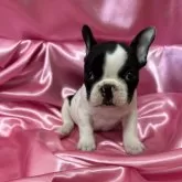 フレンチブルドッグ