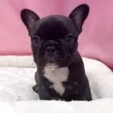 フレンチブルドッグ