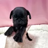 パグ
