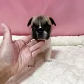 フレンチブルドッグ