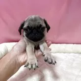 パグ