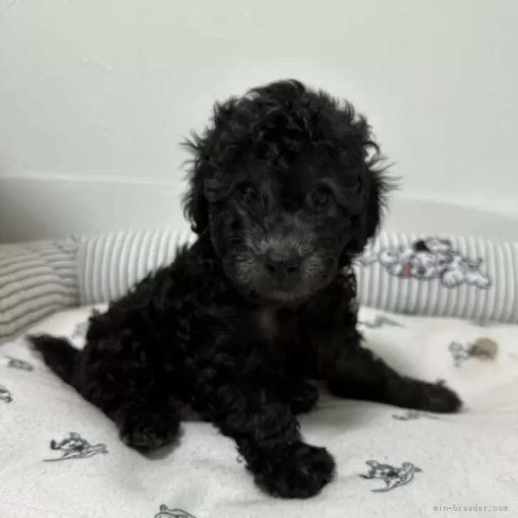 ID:2311-03801の子犬