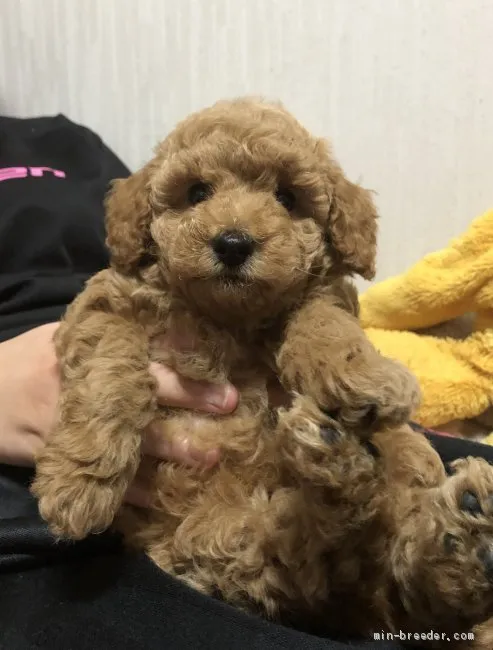 K.N 様のお迎えした子犬