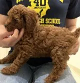 トイプードル(トイ)【茨城県・男の子・2023年4月8日・レッド】の写真3