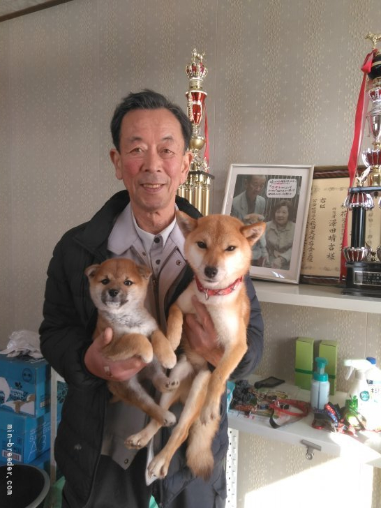 澤田晴吉ブリーダー