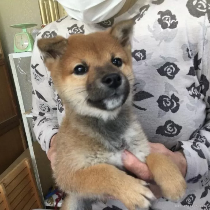 ID:2312-03751の子犬