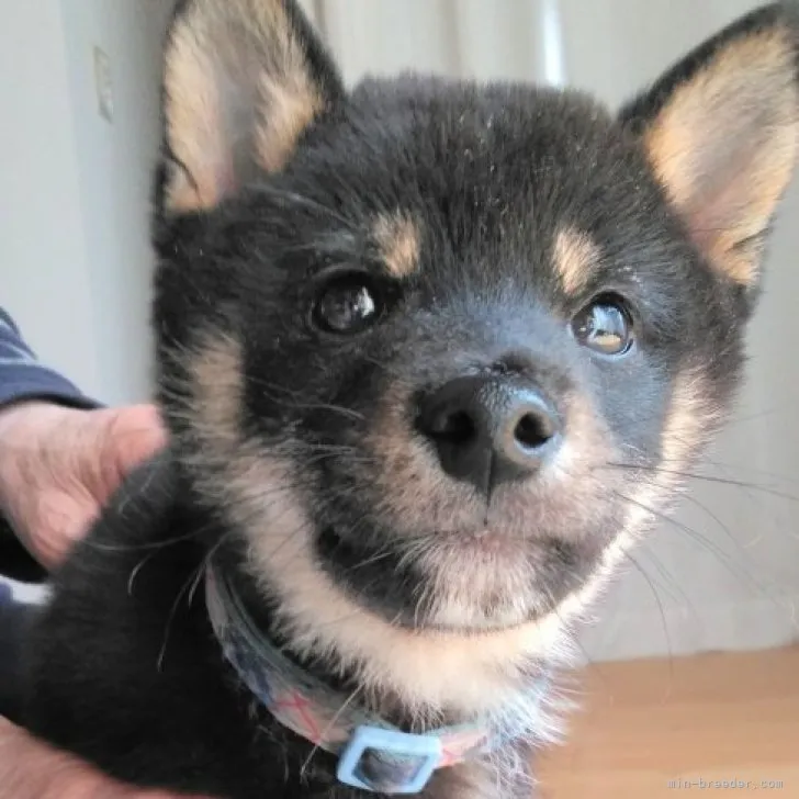 ゆうあや 様のお迎えした子犬