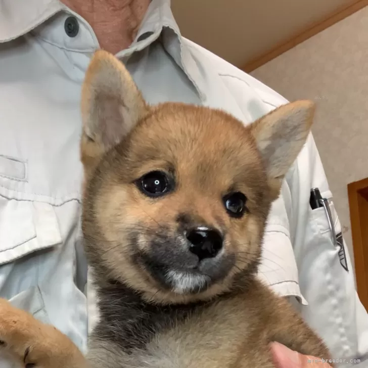 M.Y 様のお迎えした子犬