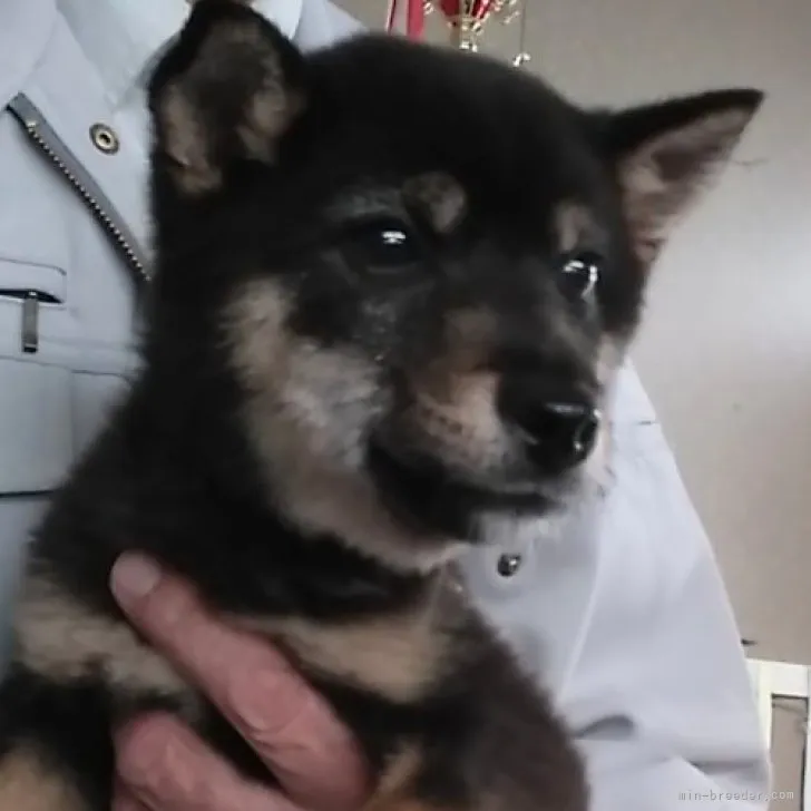ID:2302-00030の子犬