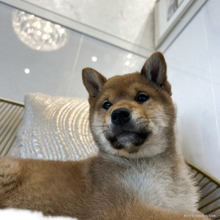 ブリーダー画像