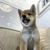 柴犬(標準サイズ)