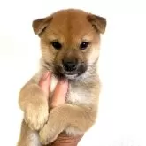柴犬(標準サイズ)