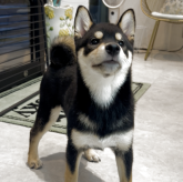 柴犬(標準サイズ)