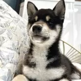 柴犬(標準サイズ)