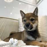 柴犬(標準サイズ)