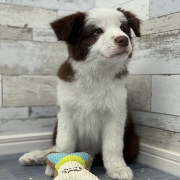 ボーダーコリーの子犬を探す|ブリーダー直販の子犬販売 ボーダーコリーの子犬を探す|ブリーダー直販の子犬販売