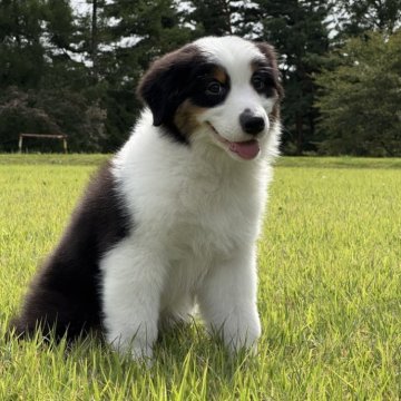 オーストラリアン・シェパード【長野県・女の子・2025年7月2日・トライカラー】の写真「穏やかで飼いやすい🐾小さなお子様とも安心💓」