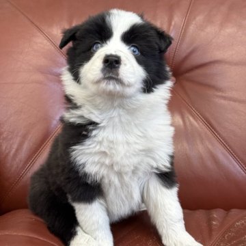 ボーダーコリー【長野県・女の子・2025年2月20日・ブラックホワイト】の写真「両親ヨーロッパ外産⭐︎」