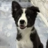 ボーダーコリー