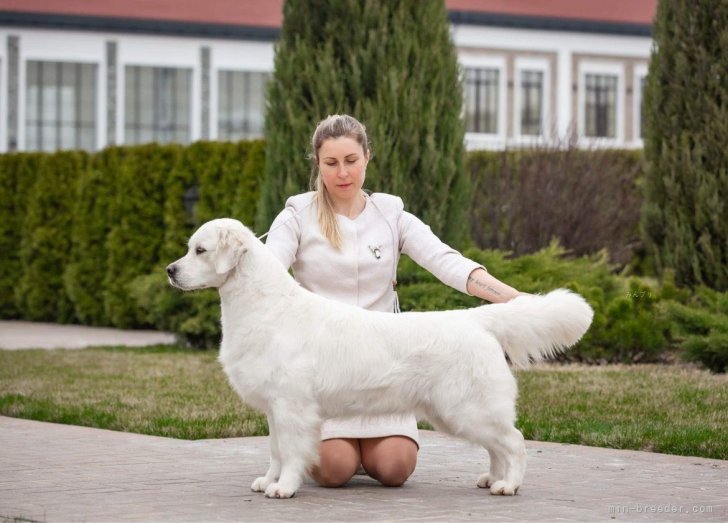 ゴールデンレトリバー【・女の子・2021年7月5日・クリーム】